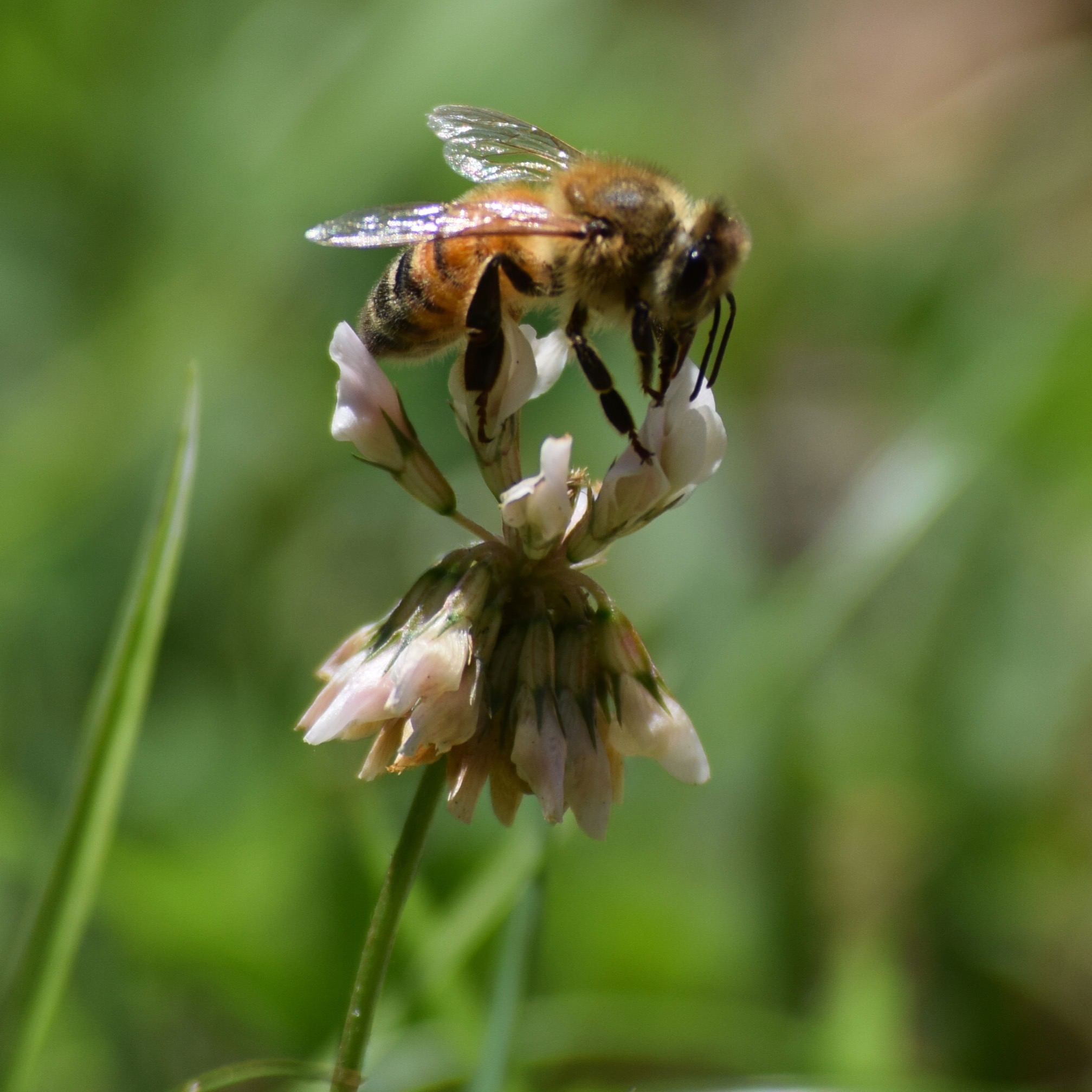 Honey bee feeding on white clover blossom